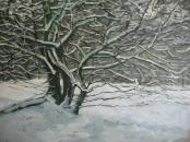 Winter beech